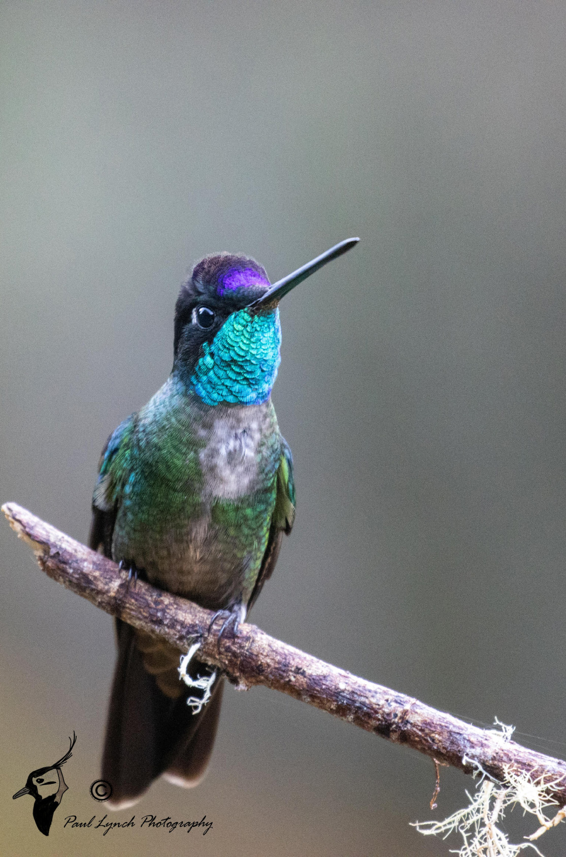 Hummingbird with purple aqua and green feather sittong on a bracnj looking to the right
