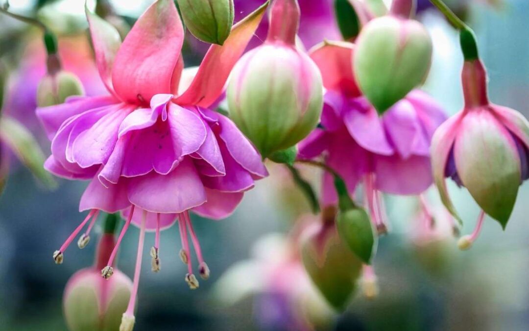 IGPS Lecture: The Wonderful World of Fuchsias