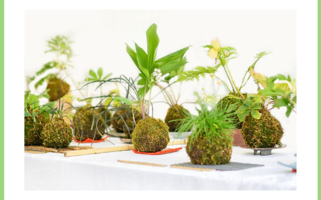 Adult Workshop: Kokedama
