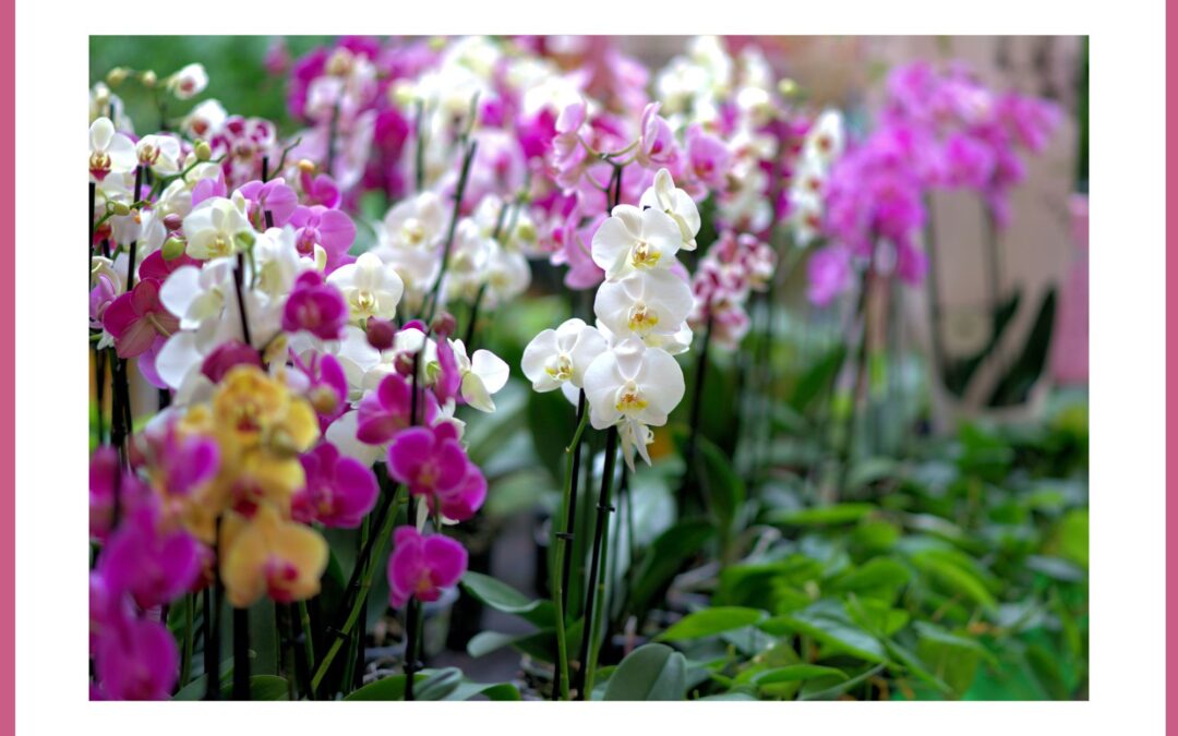 The Irish Orchid Society Spring Show and Exhibition
