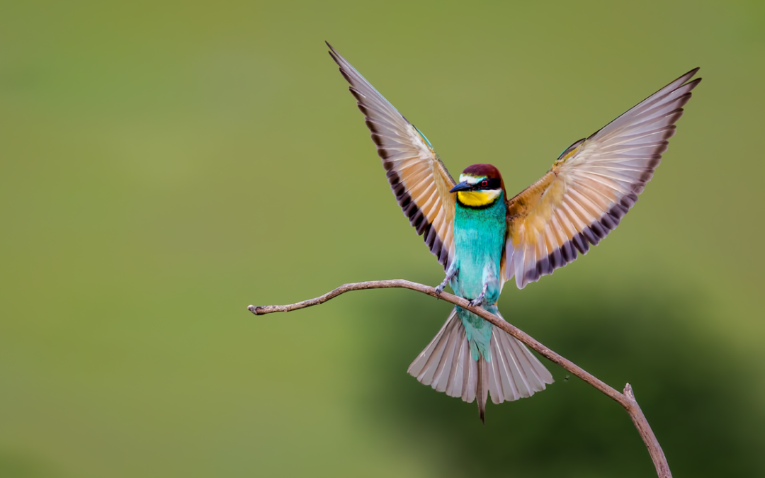 Exhibition: Irish Photographic Federation Nature Group