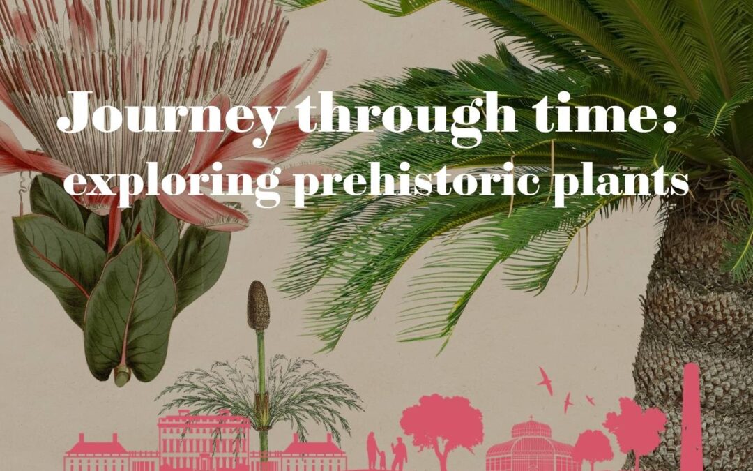 Heritage Week: Prehistoric Plants – A Journey Through Time