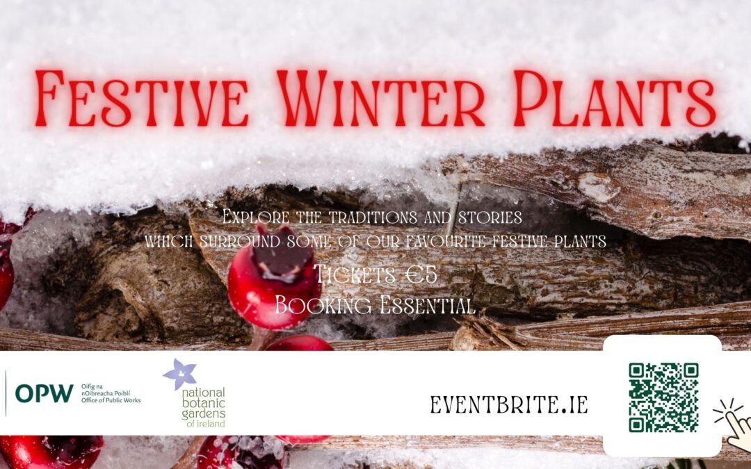 Themed Tour: Festive Winter Plants